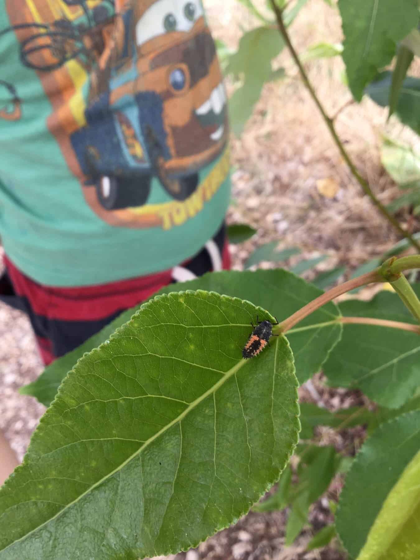 Ladybug on leaf