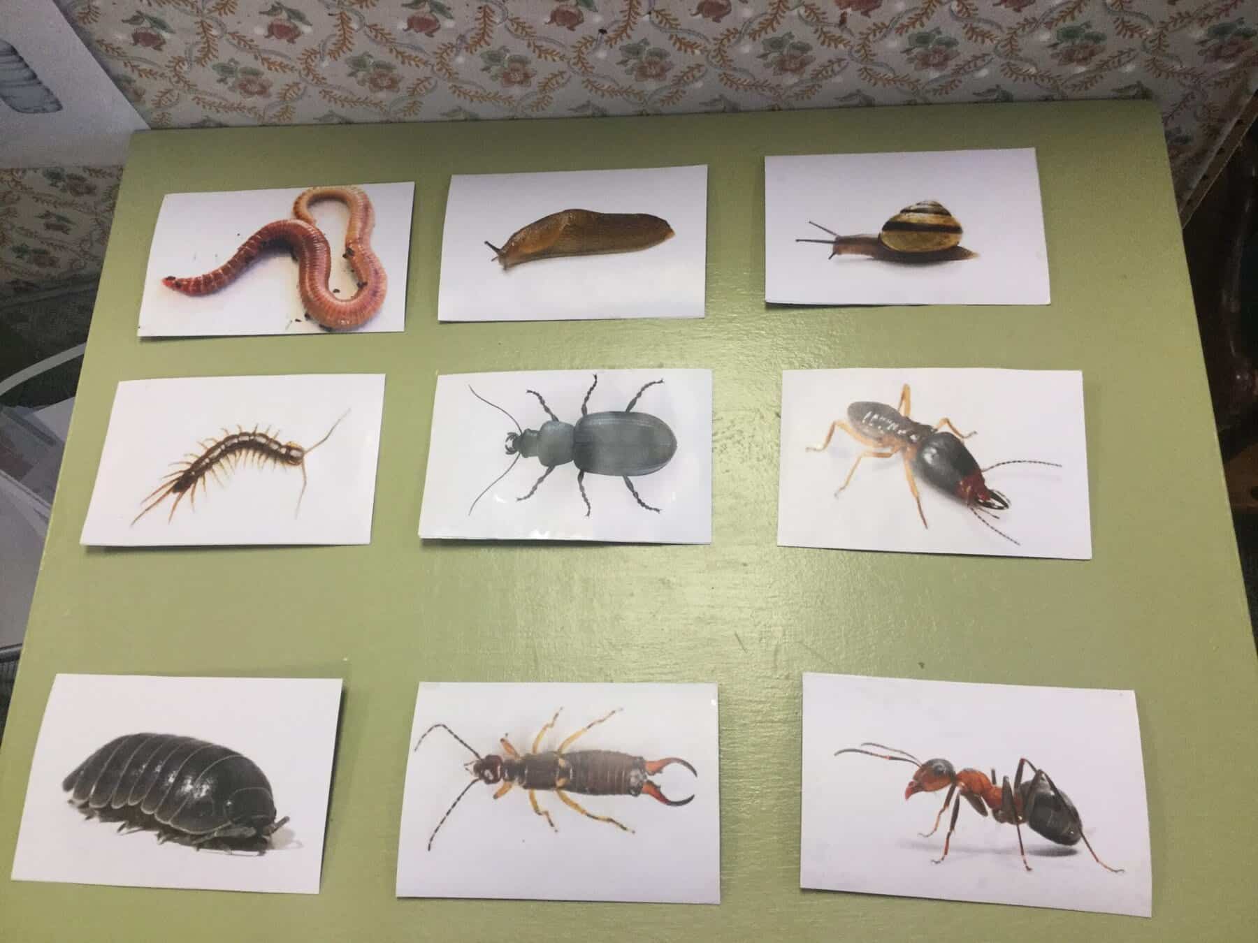 Cards depicting bugs